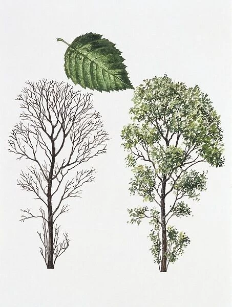 Black Alder (Alnus glutinosa) and White Alder (Alnus rhombifolia), illustration