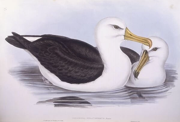 Black-browed albatross (Diomedea o Thalassarche melanophrys), Engraving by John Gould