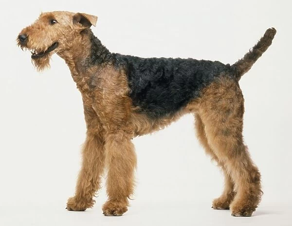 Black and brown Airdale Terrier, standing with head in profile and mouth open