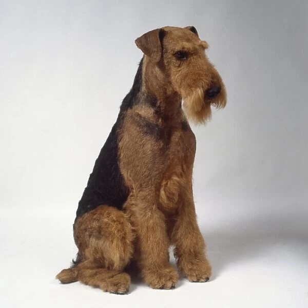 A black and brown Airedale terrier with a wiry coat and a bristly beard sitting on its haunches