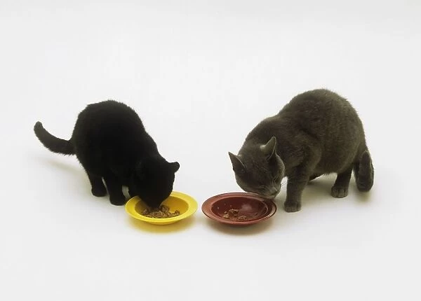 A black cat and a brown cat eating from two separate bowls