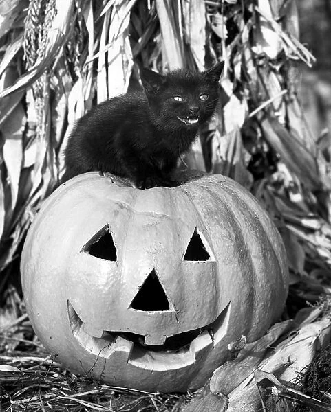 Black cat on top of Jack-o-lantern