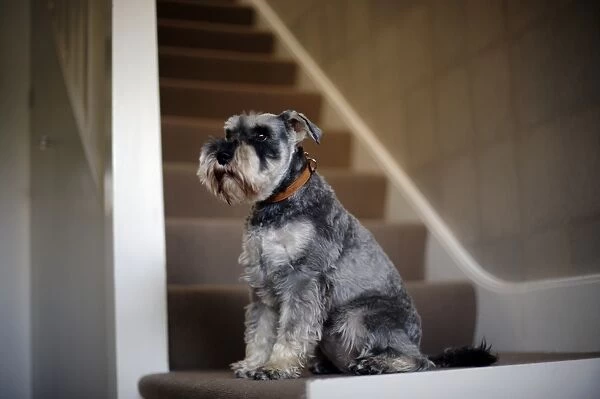 Black and grey Miniature Schnauzer sitting on staircase in house