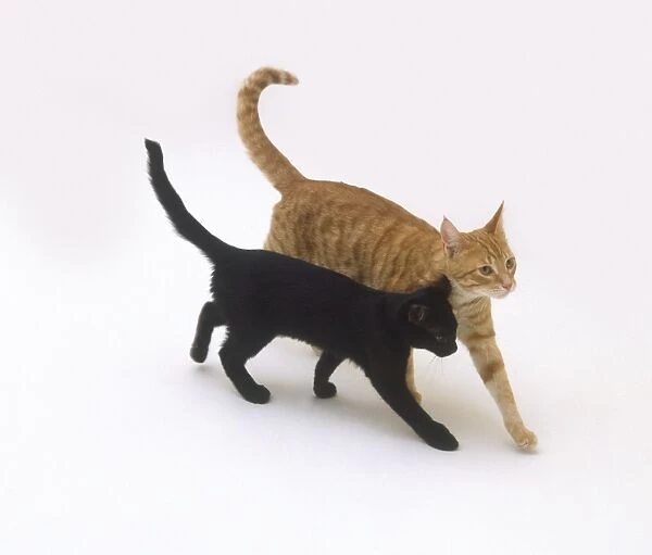 Black kitten walking with young ginger tabby cat