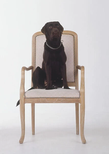 Black Labrador (Canis familiaris) sitting on a chair, front view
