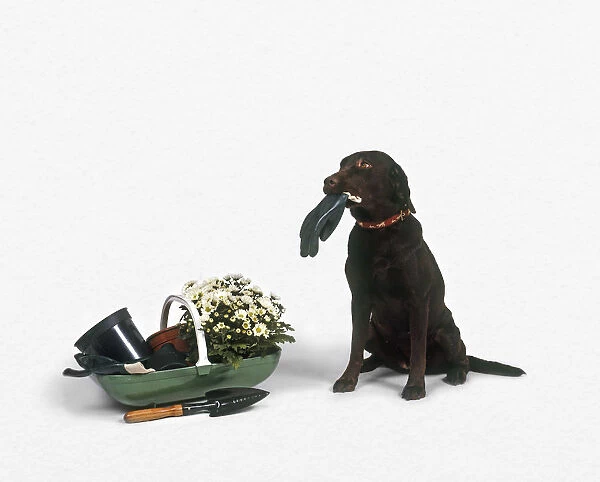 Black Labrador Retriever sitting next to trug of gardening equipment and flowers, holding glove in its mouth