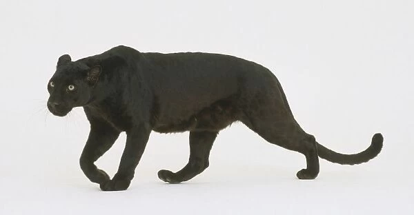 Black leopard (Panthera pardus) walking, side view