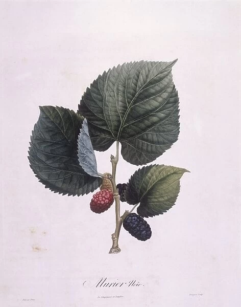 Black mulberry (Morus nigra), Henry Louis Duhamel du Monceau, botanical plate by Pierre Antoine Poiteau