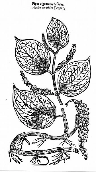 Black Pepper (Piper nigrum) native to Malabar Coast of India. Berries of perennial