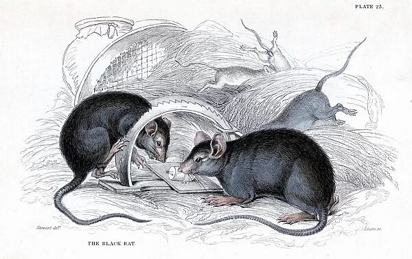 Black Rat (Rattus rattus)