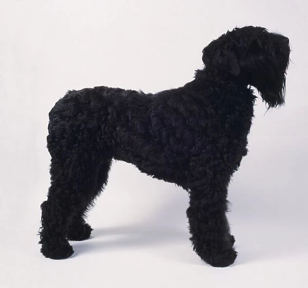 Black Russian Terrier, side view