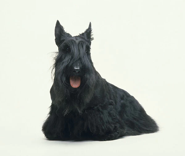 Black Scottish Terrier