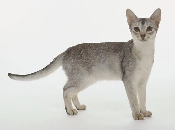 Black Silver Abyssinian kitten with white underparts and black ticking, standing, side view