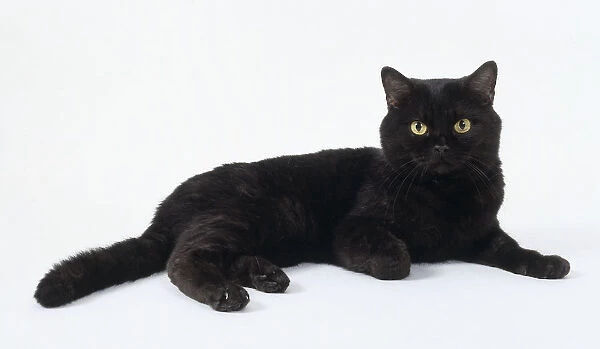 Black Smoke British shorthaired cat with rounded face and black pads, lying down