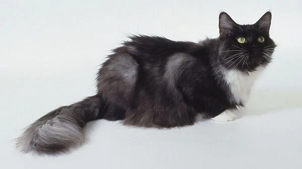 Black Smoke and White Maine Coon cat with well-tufted white paws and plume-like end to tail, lying down