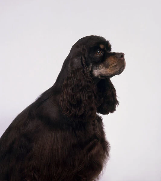 Black and tan American Cocker Spaniel with head in profile, sitting