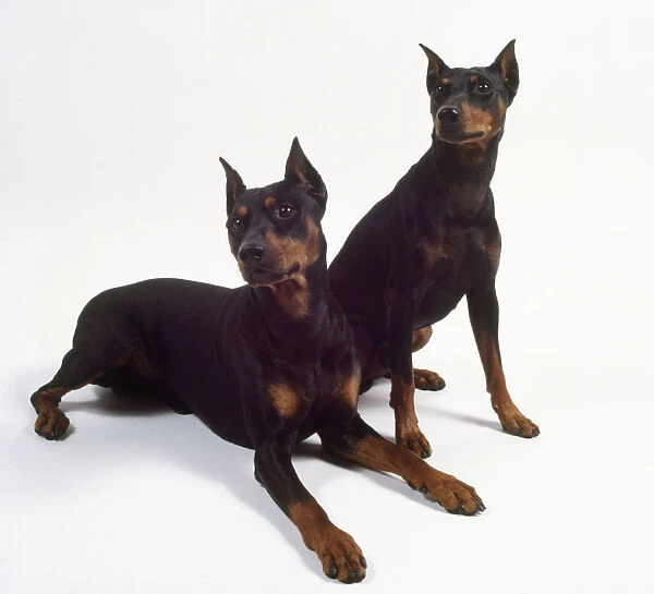 Two black and tan German pinschers with pointed cropped ears, one sitting and the other lying on the floor