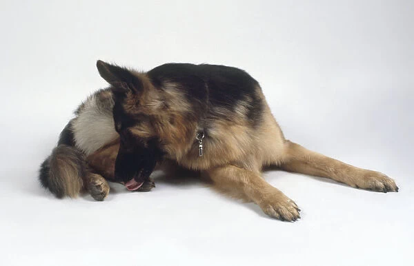 Black and tan German Shepherd dog licking paw