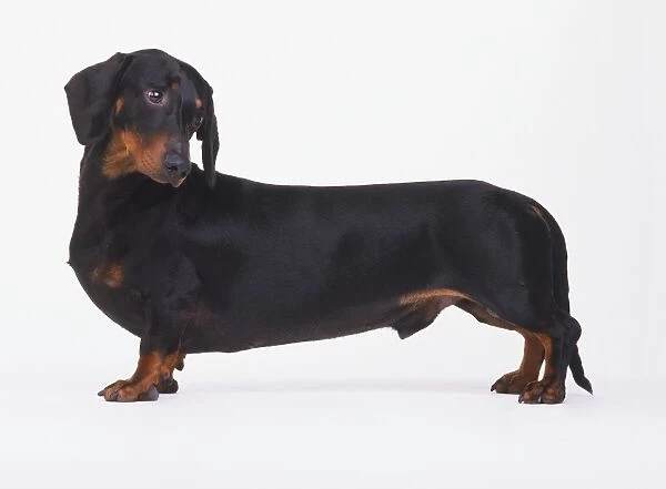 Black and tan Short-Haired Dachshund (Canis familiaris) standing looking sideways, side view