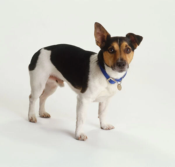 Black, white and brown jack russell terrier puppy, cocking one ear, wearing blue collar withh tag, standing, side view