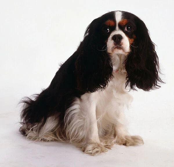Black and white Cavalier King Charles Spaniel with brown eyebrows and cheeks sitting, angled front view