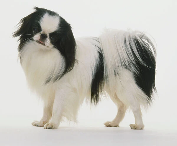Black and white coloured Japanese Chin dog (Canis familiaris), head turned towards camera, side view