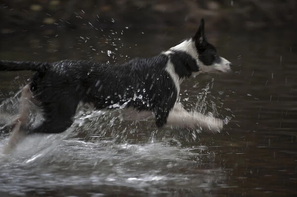Black and white dog running through water in a river, side view