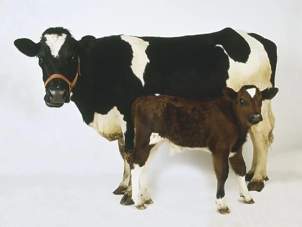 Black and white Domestic Cow (Bos taurus) and brown and white calf, facing in opposite directions, side view