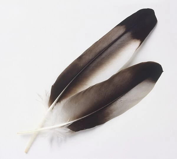 Two black and white Eagle feathers, close up