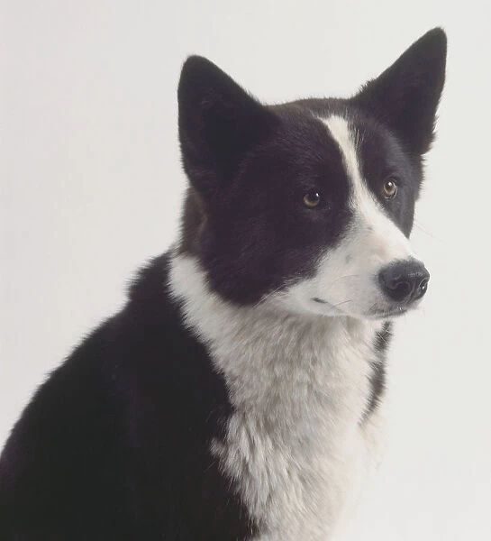 A black and white Karelian bear dog with a thick coat, pricked-up ears, and a white stripe down the center of its forehead, head and neck only