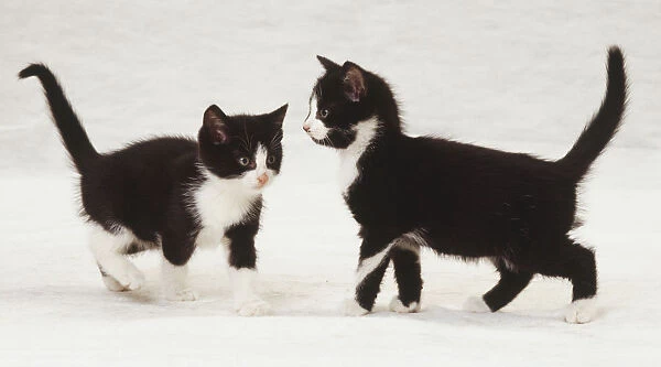 Two black and white kittens standing, pink noses, tails raised high in air, side vew