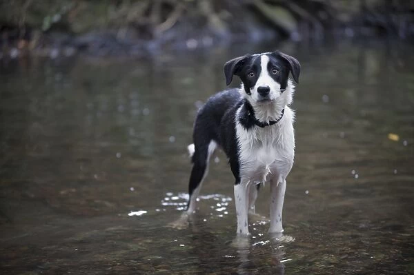 Black and white mixed-breed dog standing in stream, looking at camera