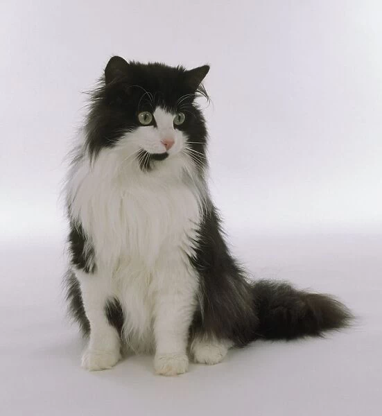 A black and white Norwegian Forest Cat, seated, front view