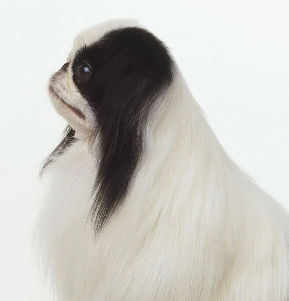 Black and white Pekingese dog (Canis familiaris), close up, side view