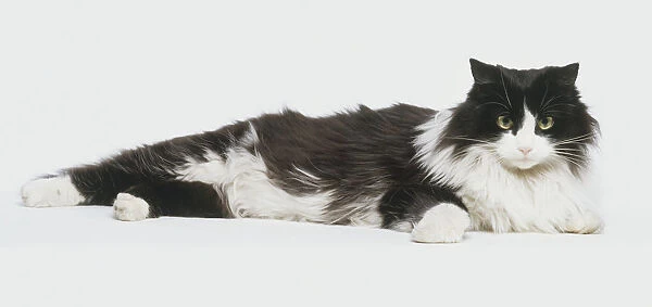 Black and white Persian Cat (felis catus catus) lying on its side, front view