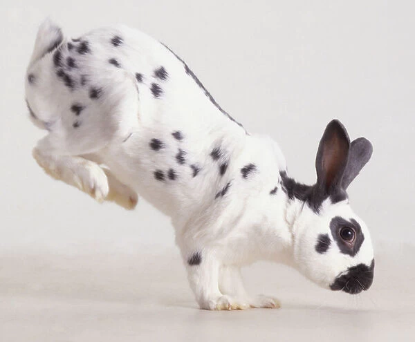 Black and white Rabbit (Oryctolagus cuniculus) landing on front paws after jump, side view