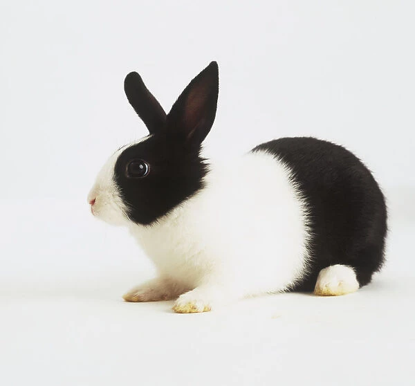 Black and white rabbit, sitting side view