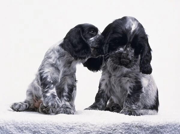 Black and white Spaniel puppy nuzzling another puppy