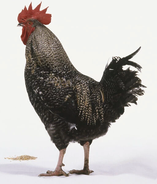 Black and white speckled cockerel, plumage, bright red comb and wattles, standing, side view