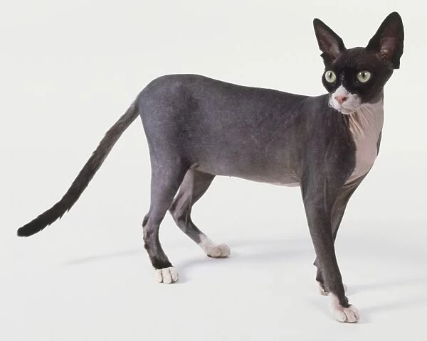 Black and white Sphynx cat (Felis silvestris catsu), standing turning its head, side view