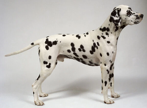 A black and white spotted Dalmatian stands with its head raised and its tail extended behind, on all fours, side-on