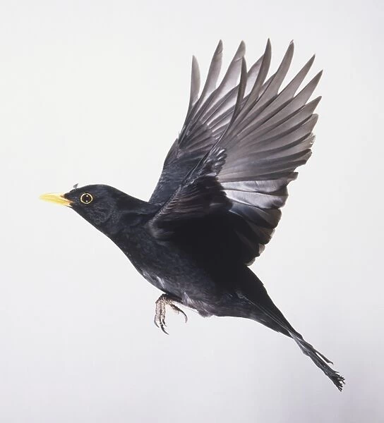 Blackbird (Turdus merula) in flight, side view, close up