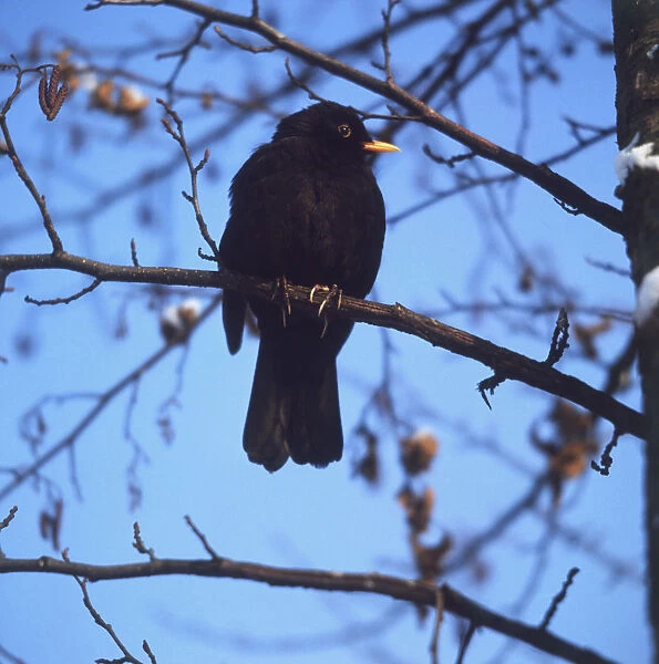 Blackbird (Turdus merula) perched on tree branch, low angle side view