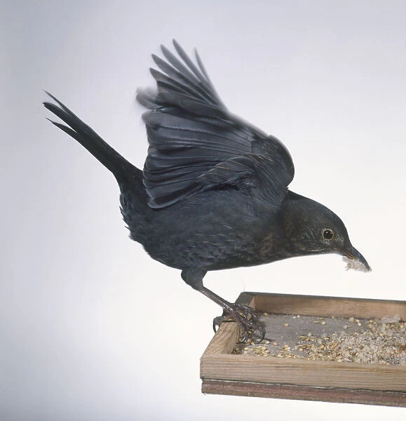 Blackbird (Turdus merula), standing on edge of bird table with crumb in beak, using wings for balance