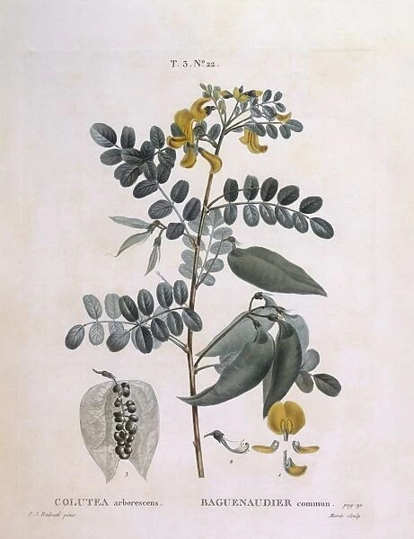 Bladder Senna (Colutea arborescence), Henry Louis Duhamel du Monceau, botanical plate by Pierre Joseph Redoute