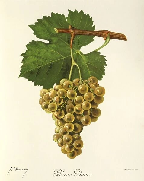 Blanc Dame grape, illustration by J. Troncy
