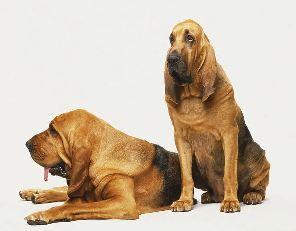 Two bloodhounds, one lying down and the other seated