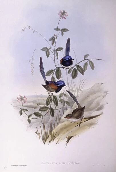 Blue-breasted fairywren (Malurus pulcherrimus), Engraving by John Gould