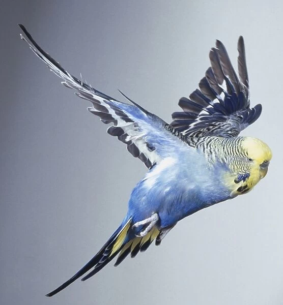 Blue Budgerigar (Melopsittacus undulatus) with yellow head in flight, side view