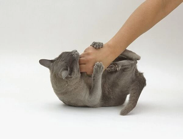 Blue Burmese lying on back gripping hand with claws and biting